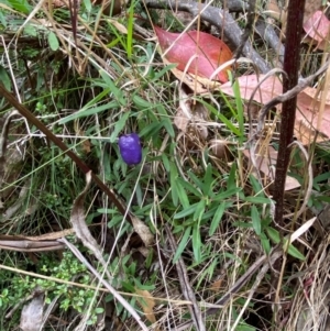 Billardiera macrantha at Namadgi National Park - 3 Apr 2024 11:46 AM