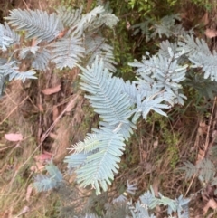Acacia dealbata subsp. subalpina (Monaro Silver-wattle) at Cotter River, ACT - 3 Apr 2024 by Tapirlord