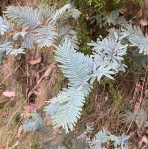 Acacia dealbata subsp. subalpina at Namadgi National Park - 3 Apr 2024