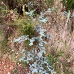 Acacia dealbata subsp. subalpina at Namadgi National Park - 3 Apr 2024