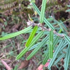 Hovea asperifolia subsp. asperifolia (Rosemary Hovea) at Cotter River, ACT - 3 Apr 2024 by Tapirlord