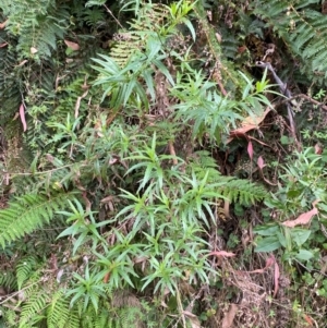 Senecio linearifolius var. latifolius at Namadgi National Park - 3 Apr 2024