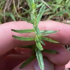 Epilobium billardiereanum subsp. cinereum (Variable Willow-herb) at Cotter River, ACT - 3 Apr 2024 by Tapirlord