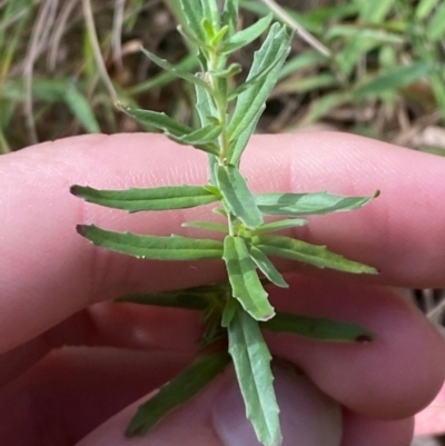 Epilobium billardiereanum subsp. cinereum (Variable Willow-herb) at Cotter River, ACT - 3 Apr 2024 by Tapirlord