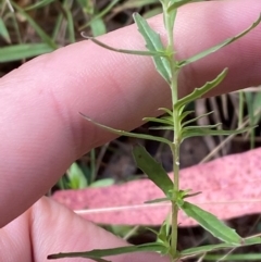 Epilobium billardiereanum subsp. cinereum at Namadgi National Park - 3 Apr 2024 11:41 AM