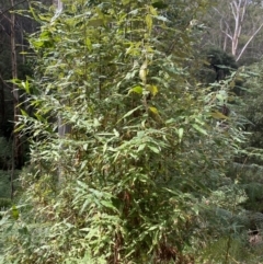 Olearia lirata at Namadgi National Park - 3 Apr 2024