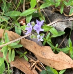 Mentha diemenica (Wild Mint, Slender Mint) at Namadgi National Park - 3 Apr 2024 by Tapirlord