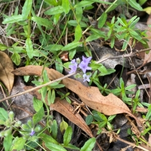 Mentha diemenica at Namadgi National Park - 3 Apr 2024