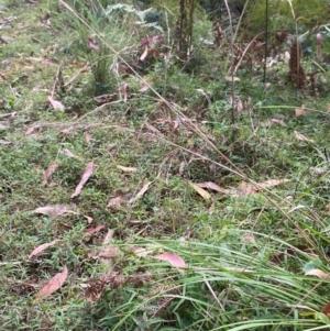 Poa helmsii at Namadgi National Park - 3 Apr 2024