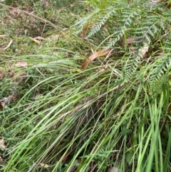 Poa helmsii at Namadgi National Park - 3 Apr 2024