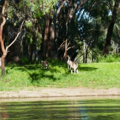 Macropus giganteus (Eastern Grey Kangaroo) at Gillenbah, NSW - 7 Nov 2021 by MB