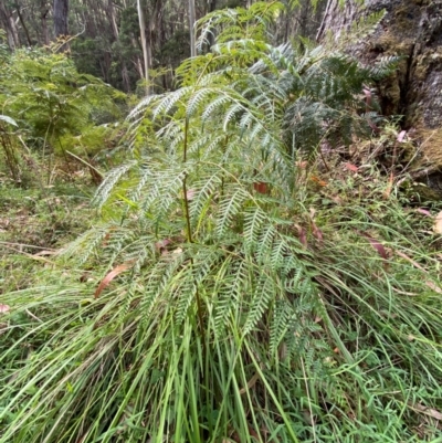 Pteridium esculentum (Bracken) at Cotter River, ACT - 3 Apr 2024 by Tapirlord