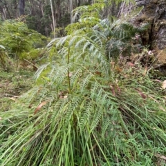 Pteridium esculentum at Namadgi National Park - 3 Apr 2024 11:41 AM