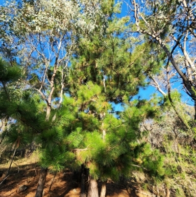 Pinus radiata (Monterey or Radiata Pine) at Red Hill NR (RED) - 12 Jun 2024 by Steve818
