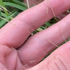 Lachnagrostis filiformis (Blown Grass) at Cotter River, ACT - 3 Apr 2024 by Tapirlord