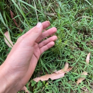 Lachnagrostis filiformis at Namadgi National Park - 3 Apr 2024