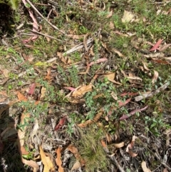 Pimelea curviflora var. acuta at Namadgi National Park - 3 Apr 2024 by Tapirlord