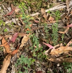 Pimelea curviflora var. acuta at Namadgi National Park - 3 Apr 2024