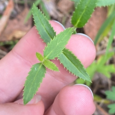 Veronica derwentiana (Derwent Speedwell) at Namadgi National Park - 3 Apr 2024 by Tapirlord