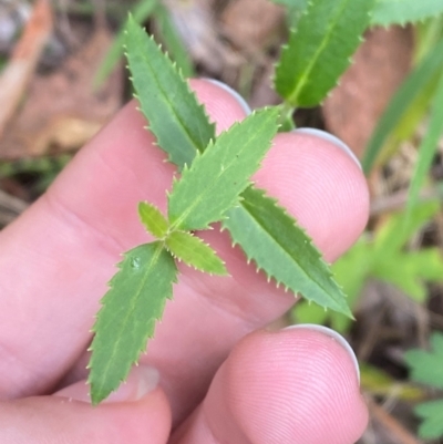 Unidentified Other Wildflower or Herb at Cotter River, ACT - 3 Apr 2024 by Tapirlord