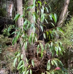 Eucalyptus fastigata (Brown Barrel) at Cotter River, ACT - 3 Apr 2024 by Tapirlord