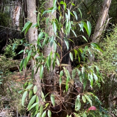 Eucalyptus fastigata (Brown Barrel) at Cotter River, ACT - 3 Apr 2024 by Tapirlord