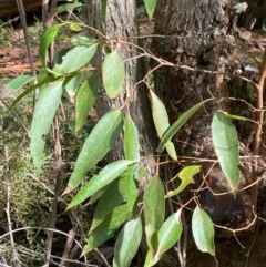 Eucalyptus fastigata at Namadgi National Park - 3 Apr 2024 11:36 AM