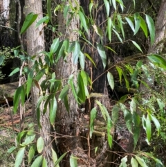Eucalyptus fastigata at Namadgi National Park - 3 Apr 2024