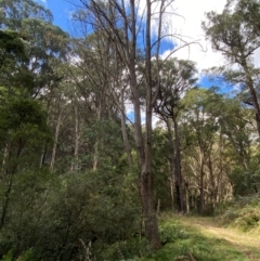 Eucalyptus fastigata at Namadgi National Park - 3 Apr 2024 11:36 AM