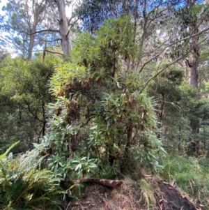 Bedfordia arborescens at Namadgi National Park - 3 Apr 2024