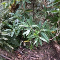 Bedfordia arborescens at Namadgi National Park - 3 Apr 2024