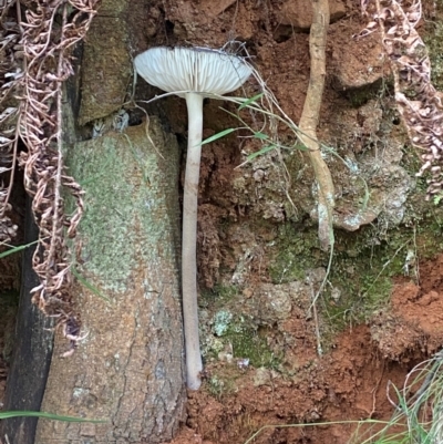 Oudemansiella gigaspora group (Rooting Shank) at Namadgi National Park - 3 Apr 2024 by Tapirlord