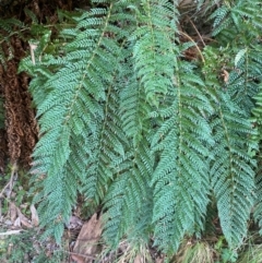 Polystichum proliferum (Mother Shield Fern) at Cotter River, ACT - 3 Apr 2024 by Tapirlord