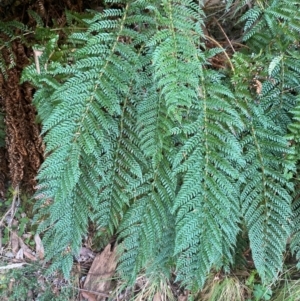 Polystichum proliferum at Namadgi National Park - 3 Apr 2024 11:33 AM