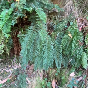 Polystichum proliferum at Namadgi National Park - 3 Apr 2024 11:33 AM