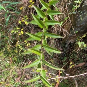 Veronica derwentiana subsp. derwentiana at Namadgi National Park - 3 Apr 2024