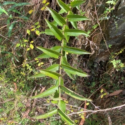 Veronica derwentiana subsp. derwentiana (Derwent Speedwell) at Namadgi National Park - 3 Apr 2024 by Tapirlord