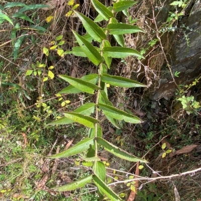 Veronica derwentiana subsp. derwentiana (Derwent Speedwell) at Cotter River, ACT - 3 Apr 2024 by Tapirlord