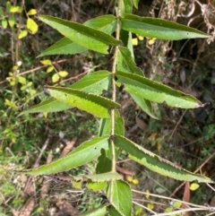 Veronica derwentiana subsp. derwentiana at Namadgi National Park - 3 Apr 2024