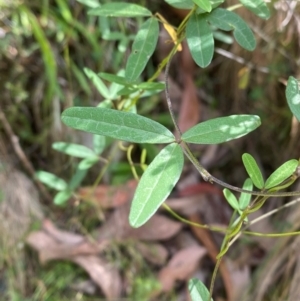 Glycine clandestina at Namadgi National Park - 3 Apr 2024 11:32 AM