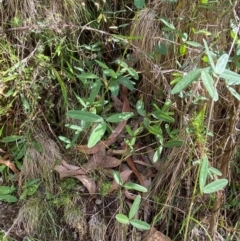 Glycine clandestina at Namadgi National Park - 3 Apr 2024