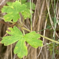 Geranium potentilloides var. potentilloides (Downy Geranium) at Cotter River, ACT - 3 Apr 2024 by Tapirlord