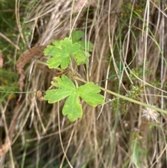 Geranium potentilloides var. potentilloides at Namadgi National Park - 3 Apr 2024