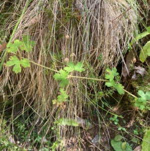 Geranium potentilloides var. potentilloides at Namadgi National Park - 3 Apr 2024