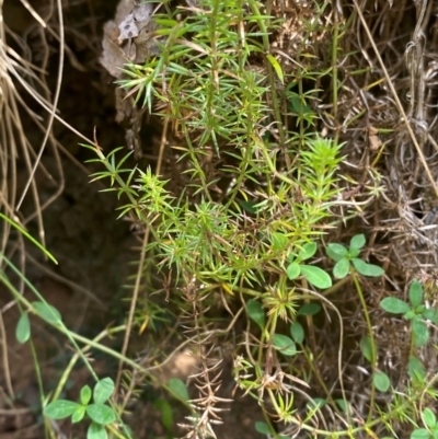 Asperula scoparia (Prickly Woodruff) at Namadgi National Park - 3 Apr 2024 by Tapirlord