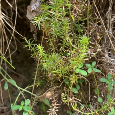 Asperula scoparia (Prickly Woodruff) at Cotter River, ACT - 3 Apr 2024 by Tapirlord