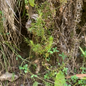 Asperula scoparia at Namadgi National Park - 3 Apr 2024