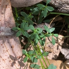 Poranthera microphylla (Small Poranthera) at Namadgi National Park - 3 Apr 2024 by Tapirlord