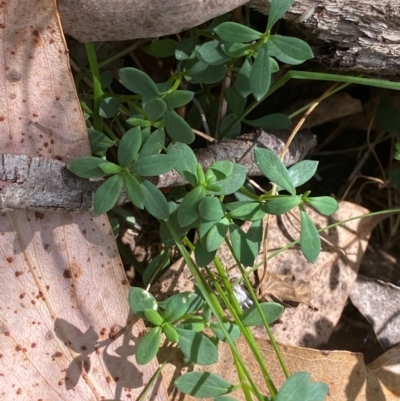 Poranthera microphylla (Small Poranthera) at Namadgi National Park - 3 Apr 2024 by Tapirlord