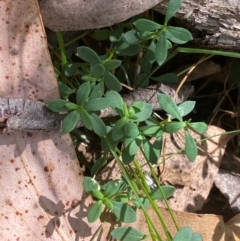 Poranthera microphylla at Namadgi National Park - 3 Apr 2024